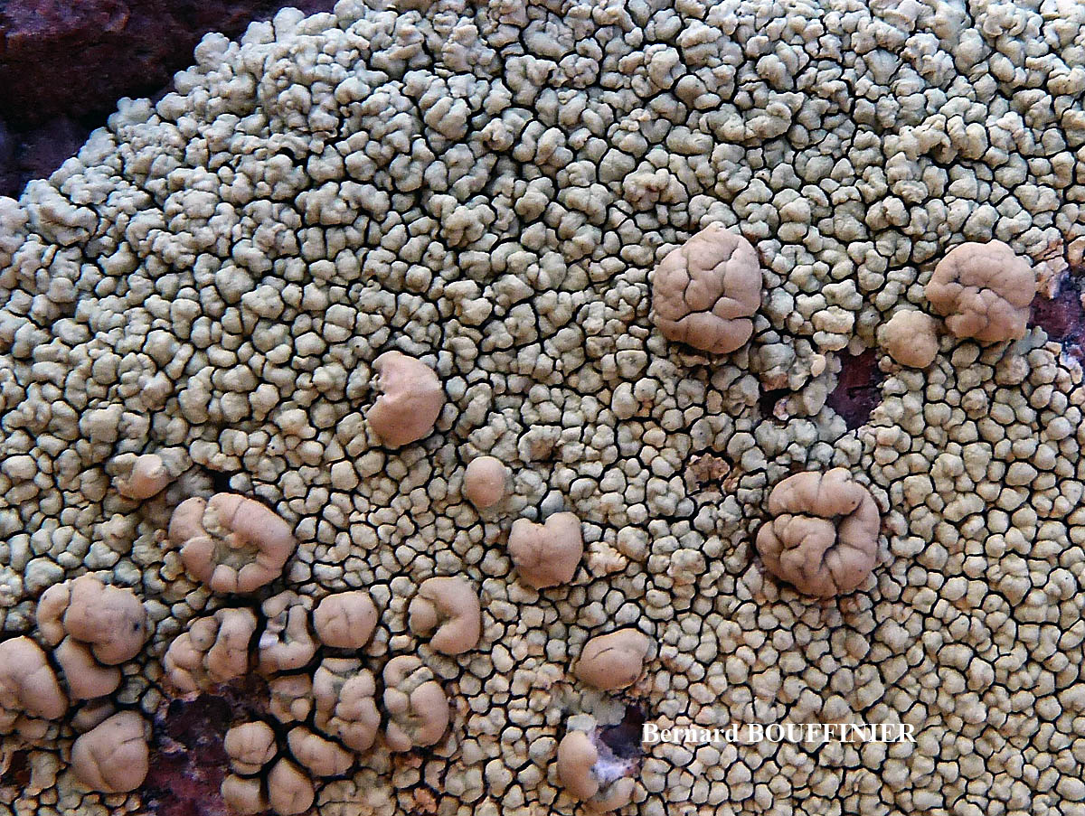 Lecanora concolor Ramond